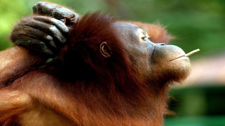 تصاویر باورنکردنی از سیگار کشیدن اورانگوتان در باغ وحش / فیلم