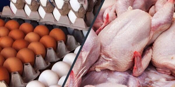 قیمت مرغ و تخم‌مرغ به قیمت مصوب نزدیک شد / قیمت مرغ و تخم‌مرغ در بازار چند؟