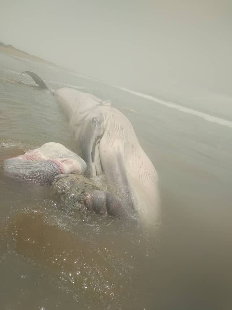 عکس | کشف لاشه یک نهنگ در سواحل چابهار 