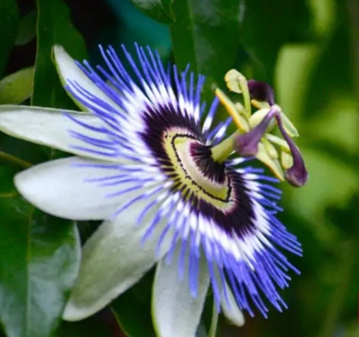 زیباترین گل و گیاه آبی برای خانه شما + عکس