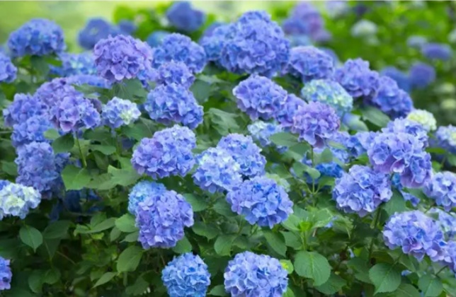زیباترین گل و گیاه آبی برای خانه شما + عکس