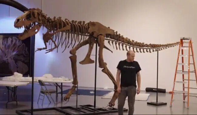 اسکلت ۷۶ میلیون ساله یک دایناسور به حراج گذاشته شد 