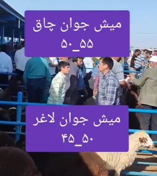 میش جوان
