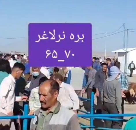 بره نر