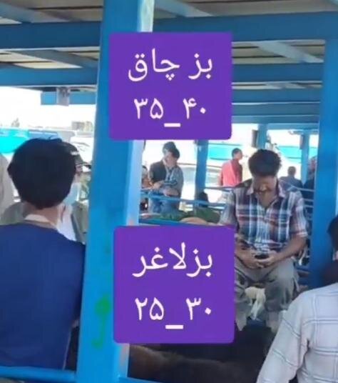 بز چاق