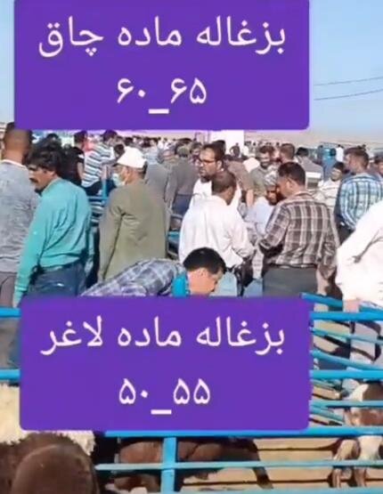 بزغاله ماده