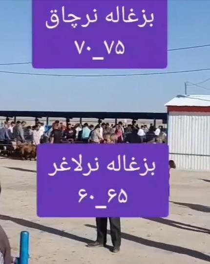 بزغاله نر چاق