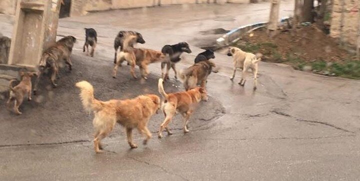 آمار سگ‌های ولگرد در تهران بیش از ۴۰۰ هزار قلاده است!