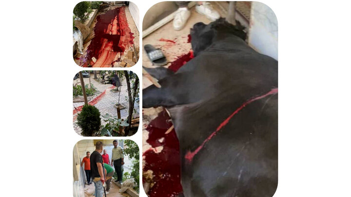 حمله گاو وحشی ۵۰۰ کیلوگرمی به یک زن در قیامدشت | زخمی شدن زن جوان توسط گاو قبل از ذبح در عید قربان / تصاویر
