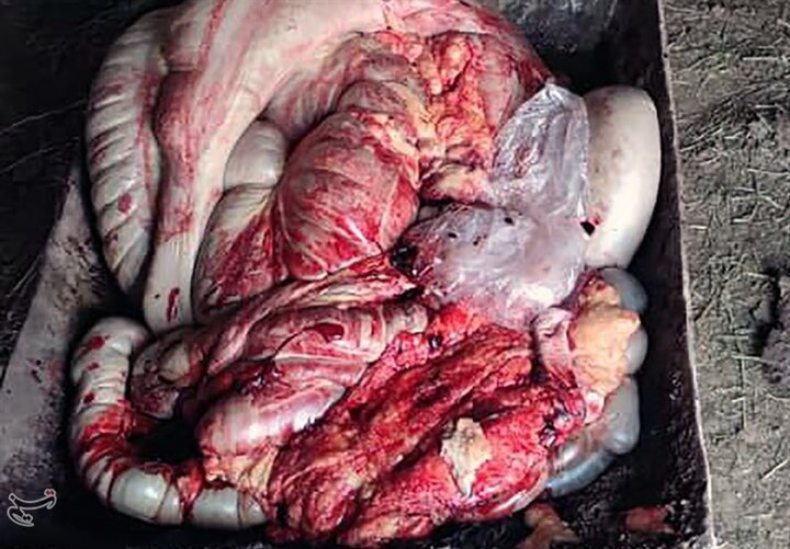 واکنش دامپزشکی لرستان به ماجرای فروش گوشت سگ در بروجرد