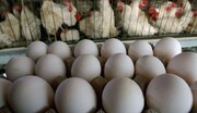 هر شانه تخم‌مرغ ۸۰ هزار تومان / تخم‌مرغ از طریق کالابرگ عرضه می‌شود؟