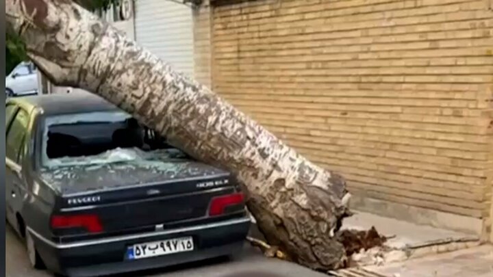 تصاویر هولناک از سقوط درخت بر روی خودرو در تبریز / فیلم
