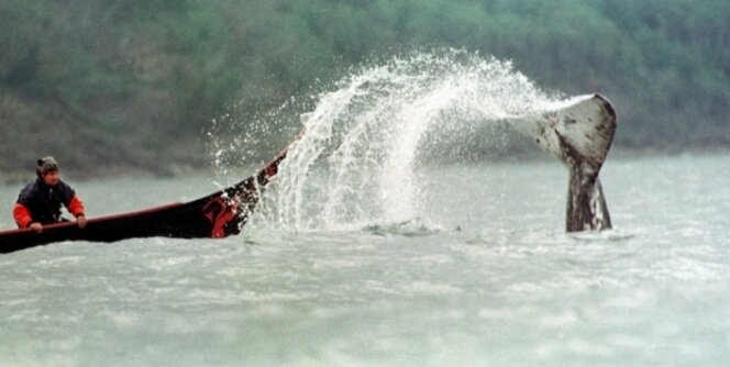  از سر گرفتن شکار نهنگ توسط یک قبیله آمریکایی + عکس