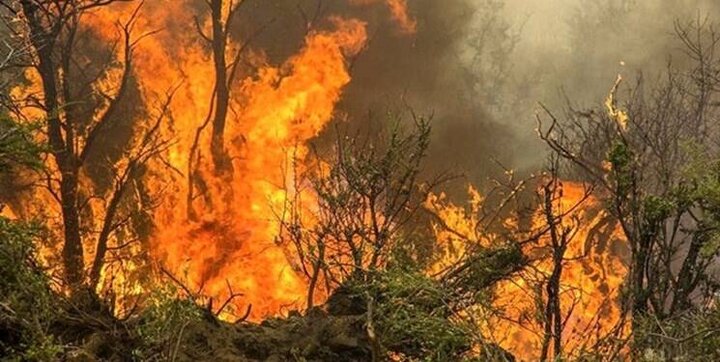 مهار آتش سوزی جنگل های تخت جمشید | آتش به جان جنگل های تخت جمشید / فیلم