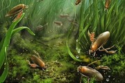 فسیل‌ حشره‌های آبزی ۱۶۰ میلیون ساله پیدا شد! / عکس