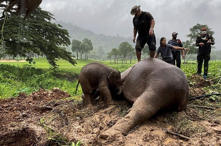 ویدیو احساسی از نجات فیل در حال مرگ با CPR جلوی چشم فرزندش