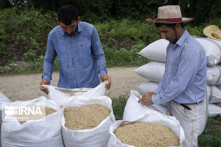 قیمت برنج ایرانی کاهش یافت / قیمت هر کیلوگرم برنج ایرانی در شمال و تهران چند؟