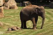 ویدیو احساسی از درخواست فیل مادر از انسان‌ها برای نجات فرزندش | خواب عجیب توله فیل همه را نگان کرد! / فیلم