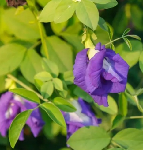 عکس عجیب ترین گلهای جهان