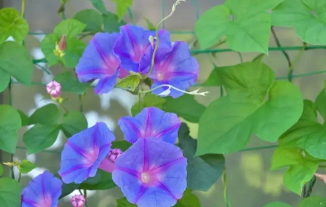 عکس عجیب ترین گلهای جهان
