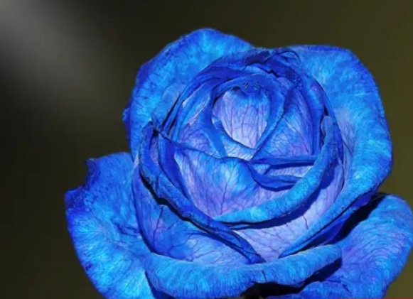 عکس عجیب ترین گل‌های جهان