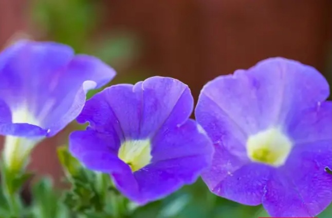 عکس عجیب ترین گلهای جهان