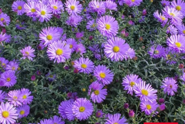 عکس عجیب ترین گلهای جهان