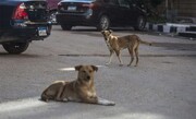 حادثه هولناک در اهواز / سگ‌های ولگرد گوش یک نوجوان را کندند! + عکس