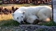 تصاویری تلخ از گیر کردن قوطی شیر در دهان خرس /  فیلم