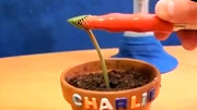 تصاویر باورنکردنی از قلیان کشیدن یک گیاه! / فیلم