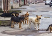 جولان سگهای ولگرد در خیابان های شهر در روز روشن! / فیلم