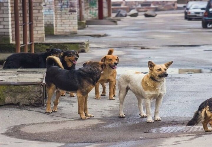 جولان سگهای ولگرد در خیابان های شهر در روز روشن! / فیلم
