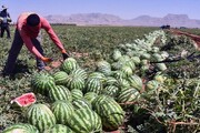 عراق واردات ۶ محصول کشاورزی ایران را ممنوع کرد / علت چه بود؟