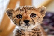 توله یوزپلنگ ایرانی گربه است! / فیلم