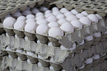کاهش شدید مصرف تخم مرغ / مردم توان خرید تخم مرغ ندارند!