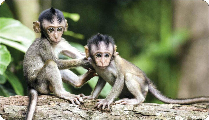 حمله میمون‌ها به ۴۲ نفر در ژاپن 