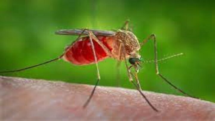 شناسایی پشه‌های ناقل بیماری خطرناک با موبایل