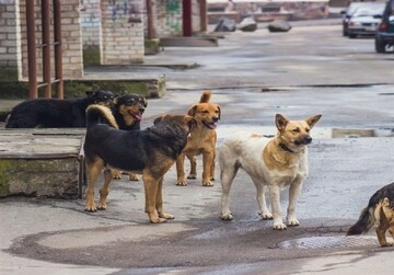 حمله خونین سگ هار به شهروندان مشگین‌شهری! + جزییات