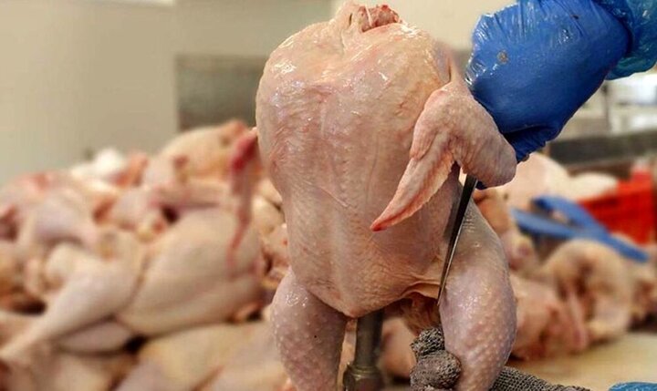  نرخ مرغ زنده ۳۷ هزار تومان است / قیمت مرغ در خرده‌فروشی‌ها باید چقدر باشد؟