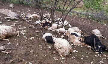 تلف شدن حدود ۵۰ رأس گوسفند در قروه به دلیل مسمومیت آب آلوده