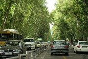 مرگ چنارهای خیابان ولیعصر تهران در سکوت