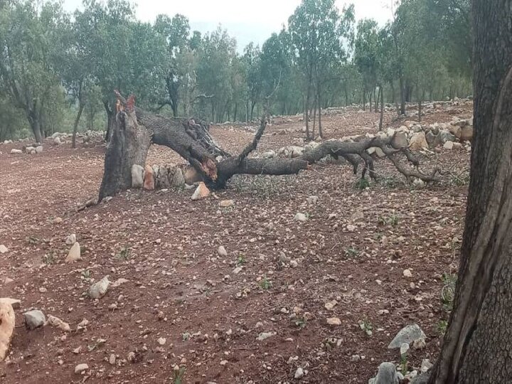 طوفان ده ها درخت بلوط را از بین برد