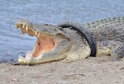 پیدا شدن سر و کله تمساح غول پیکر گرسنه پس از سیل در یک روستا در سیستان و بلوچستان / فیلم