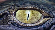 تصاویر دیده نشده از چشم تمساح عظیم الجثه از نمای نزدیک / فیلم