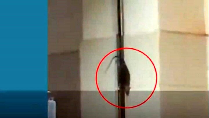 تصاویر عجیب از بالارفتن موش بازیگوش از سرم بیمار در بیمارستان! / فیلم