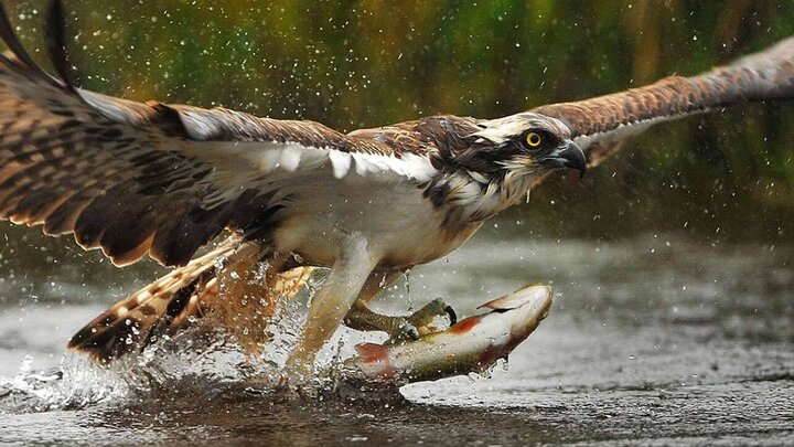 فیلمی دلهره آور از شکار ماهی توسط عقاب وحشی