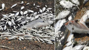 علت مرگ دسته جمعی ماهیان دریاچه نمک بندر ماهشهر چه بود؟