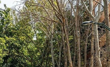 ماجرای خشک کردن درخت ها در خیابان مرجان زعفرانیه تهران چیست؟ / فیلم