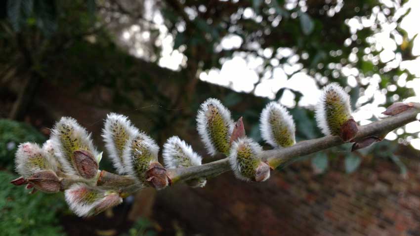 یکی از اصلی ترین سوغات شیراز