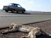 یوزپلنگ ایرانی در تصادف کشته شد / فیلم